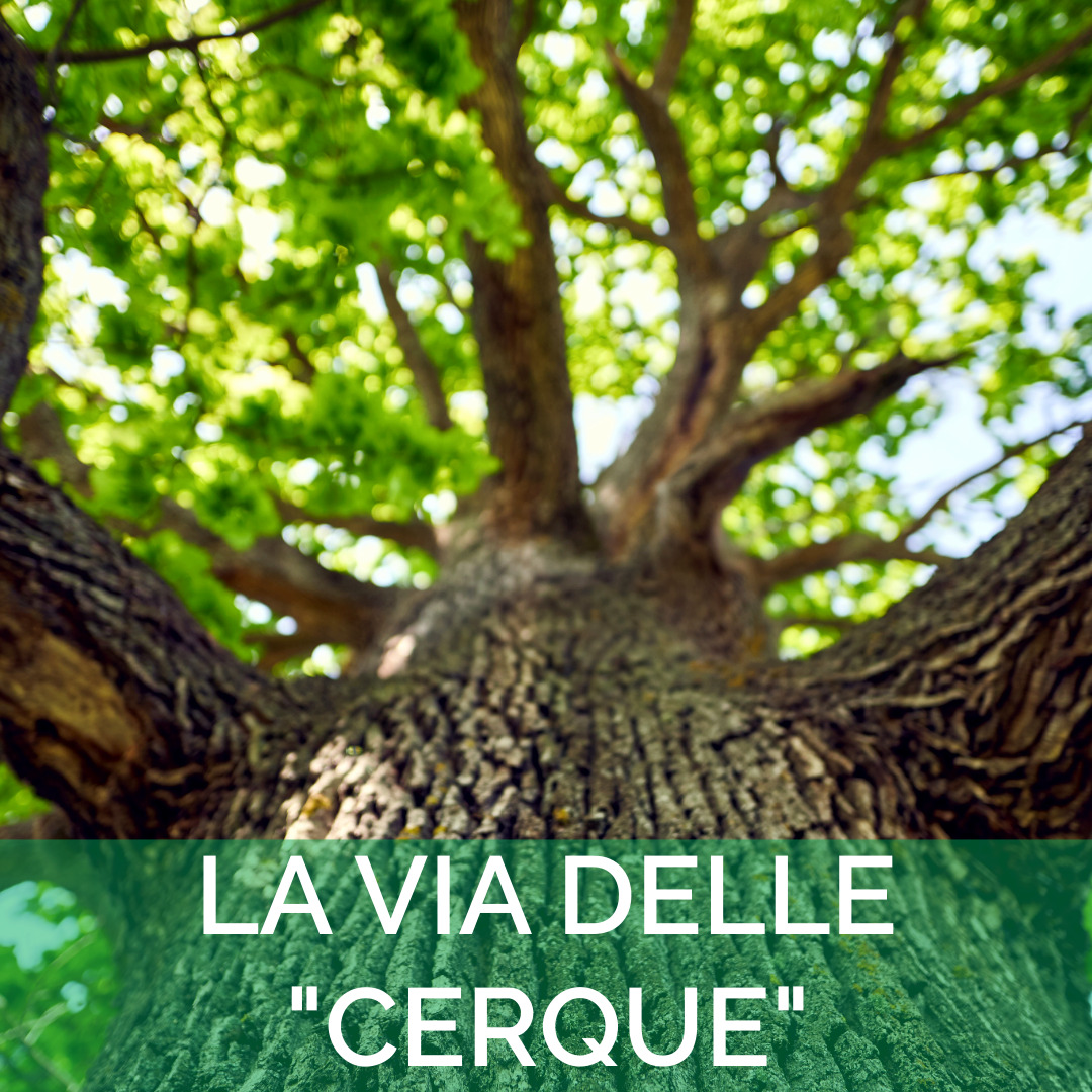 La via delle querce